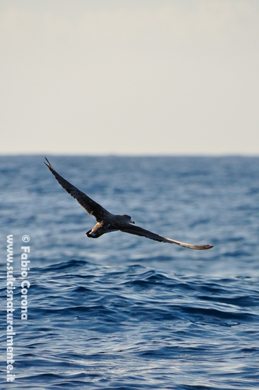 Berta maggiore (Calonectris diomedea)